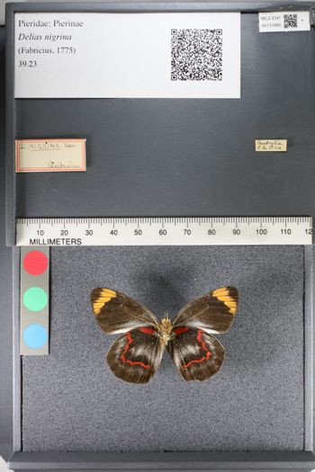 Media type: image;   Entomology 131880